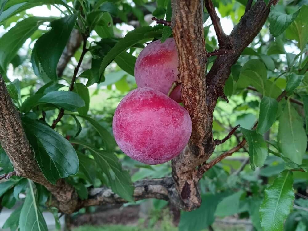 スモモ　実　ソルダム