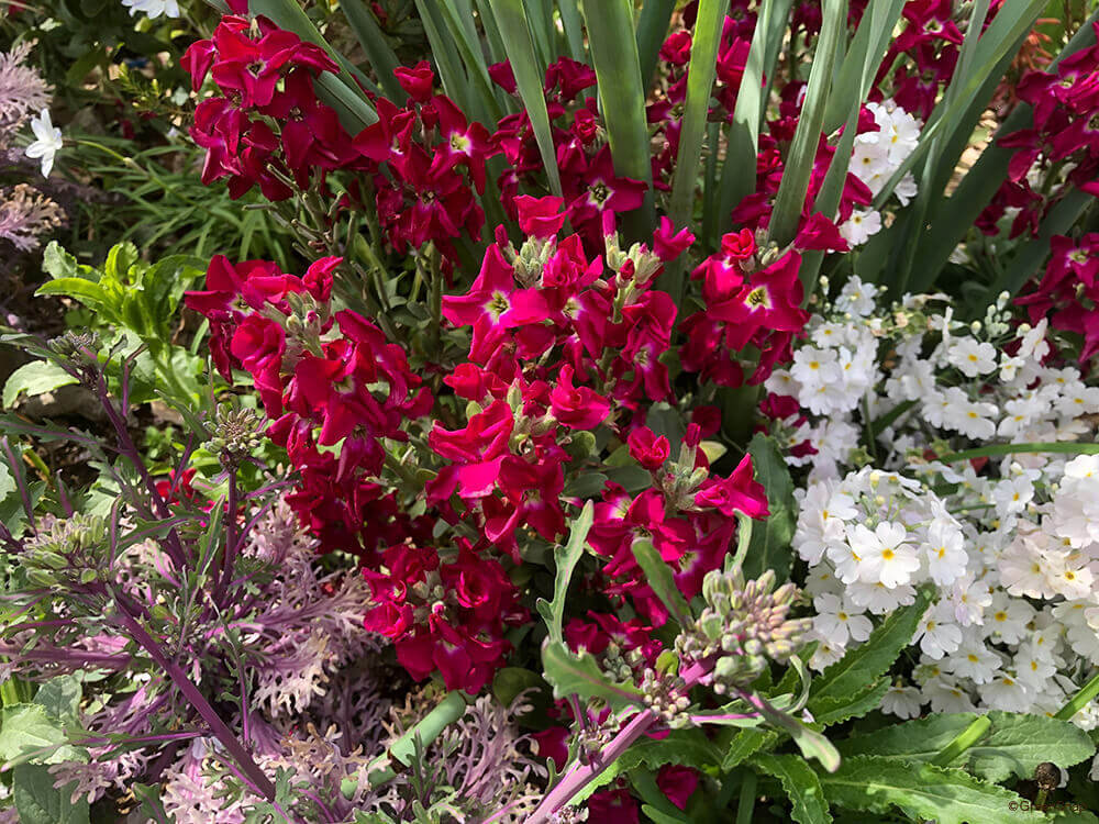 キンギョソウ 金魚草 の花言葉 贈るときは意味に注意 種類や似ている花は Greensnap グリーンスナップ