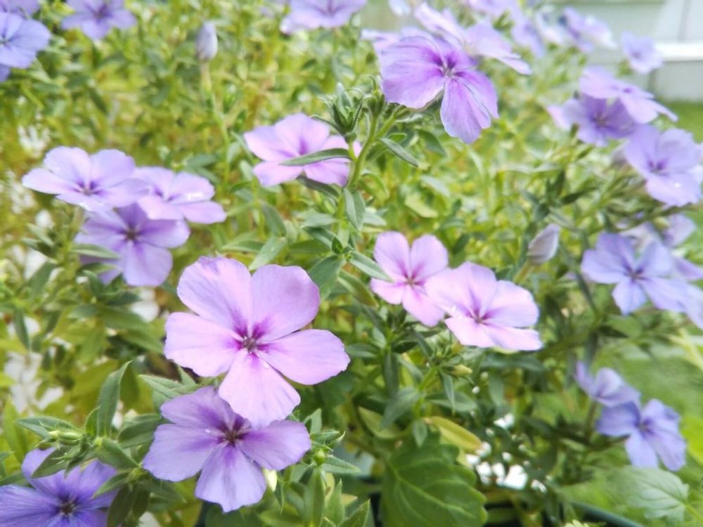 フロックス　薄紫色の花