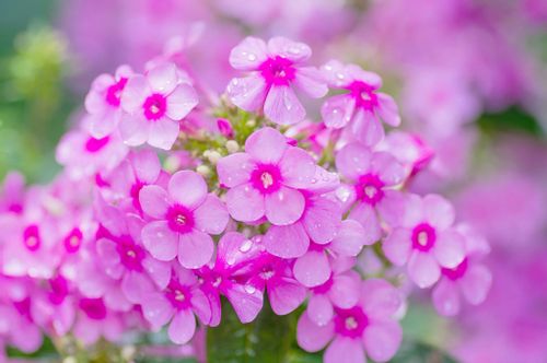 クサキョウチクトウの花言葉 花の特徴や代表的な種類は Greensnap グリーンスナップ