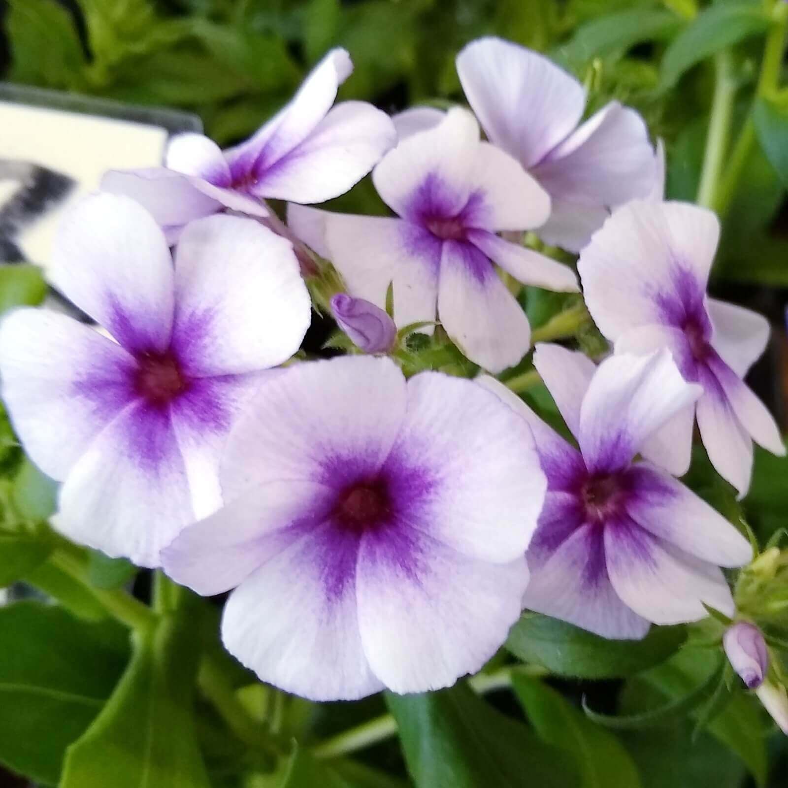 フロックスの花言葉 花の特徴 白や紫などの種類は Greensnap グリーンスナップ