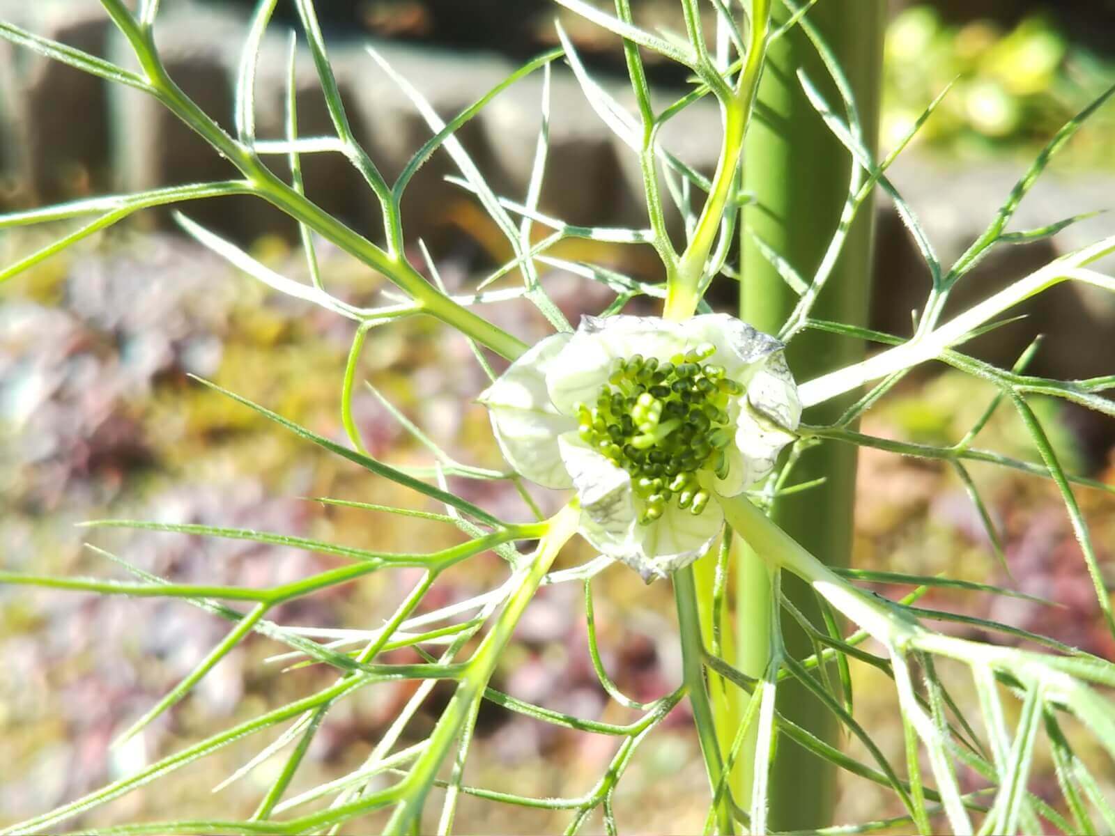 ニゲラ クロタネソウ の花言葉 花や種の特徴 種類はどれくらい Greensnap グリーンスナップ