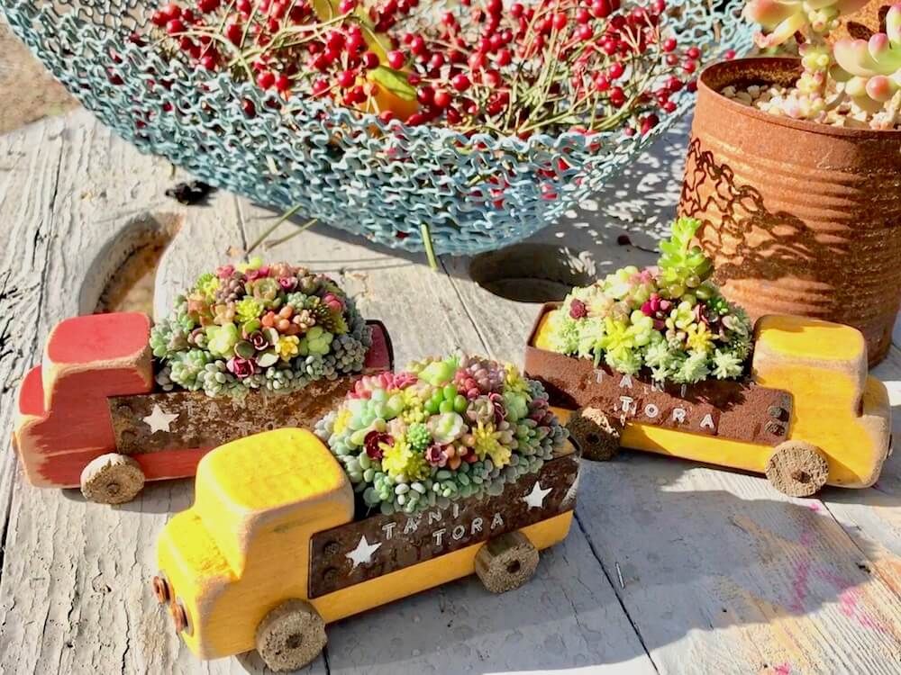 多肉植物　寄せ植え