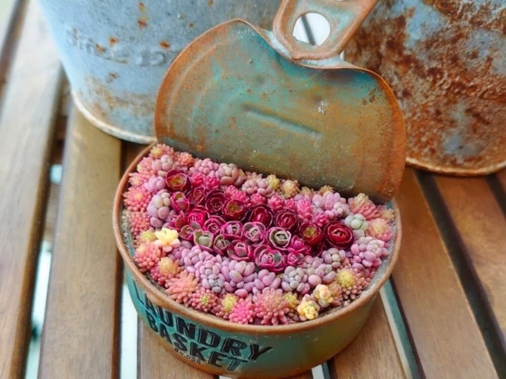 多肉植物　寄せ植え　ピンク色の花　詰め合わせ