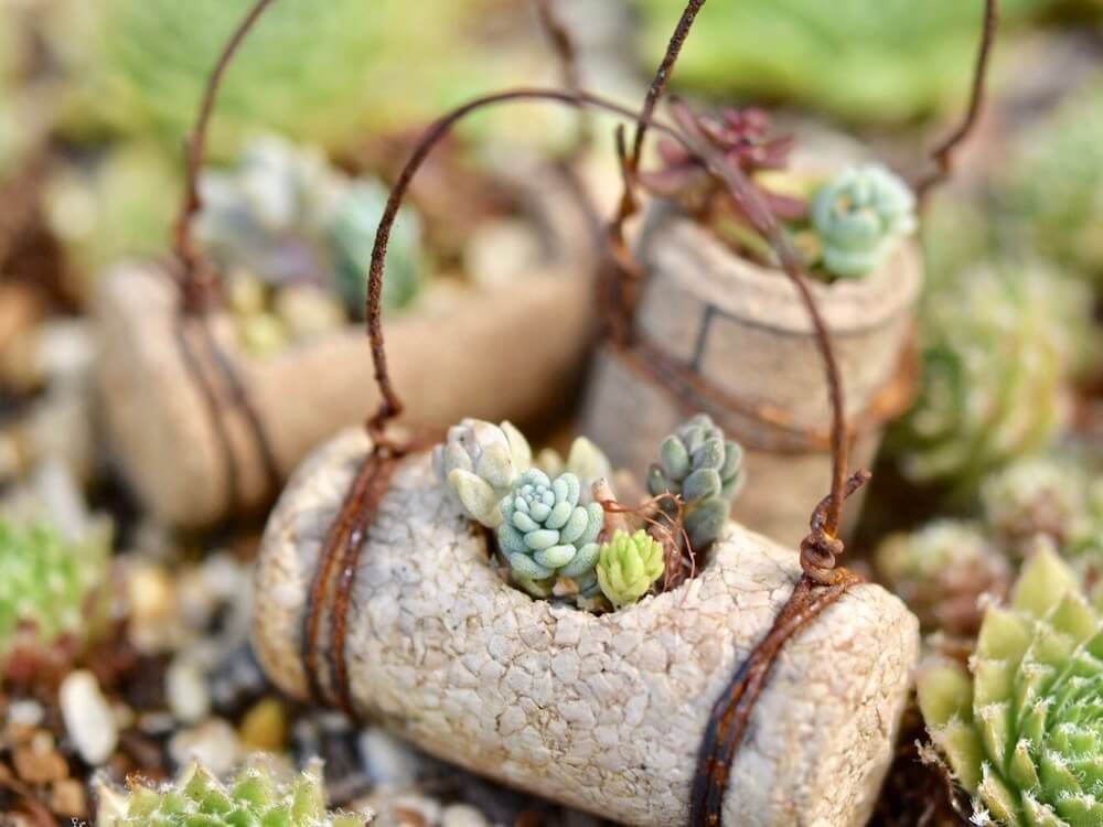 多肉植物　寄せ植え
