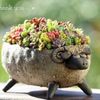 カラフルでかわいい！多肉植物の「ちまちま寄せ」アイデア集の画像