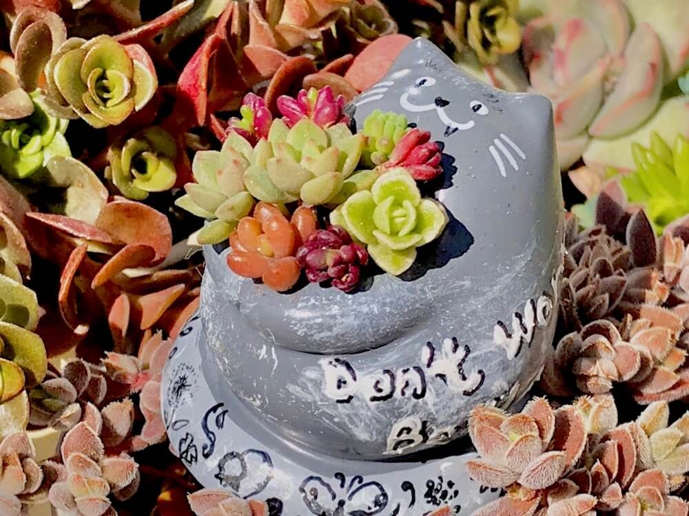 多肉植物　寄せ植え