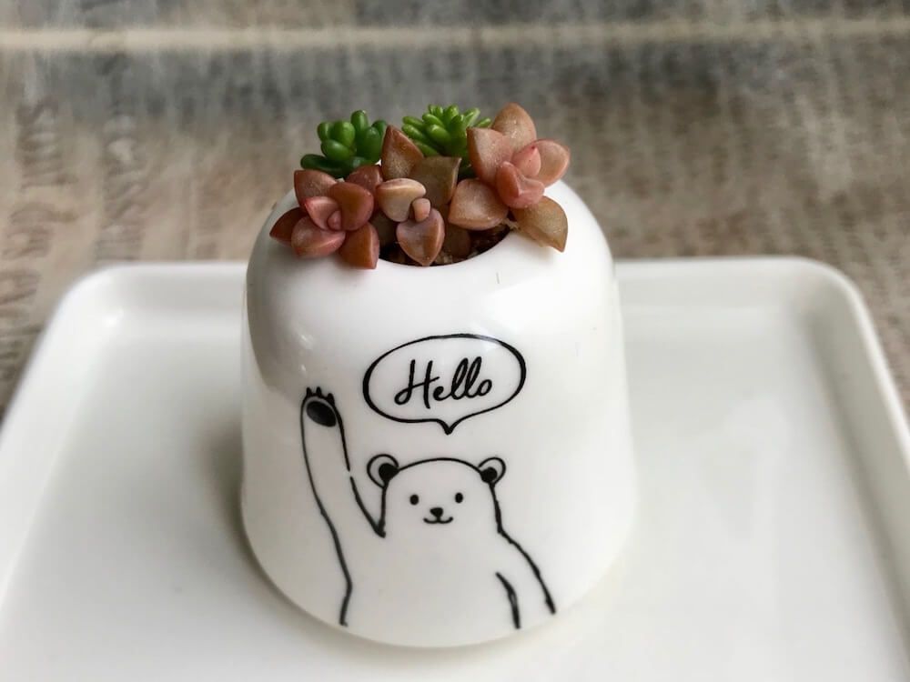 多肉植物　寄せ植え