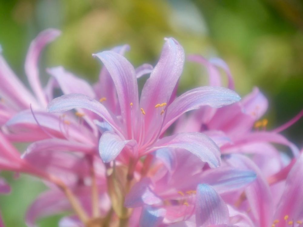 リコリス　ピンク色の花