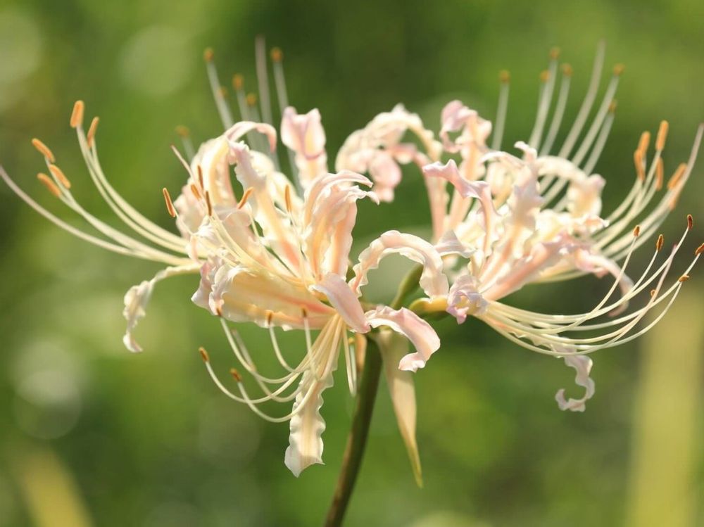 リコリス　白い花