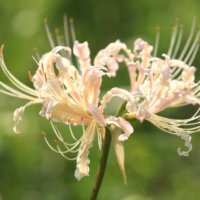 リコリスの育て方｜球根の植え付け方法は？失敗しない栽培のコツとは？の画像