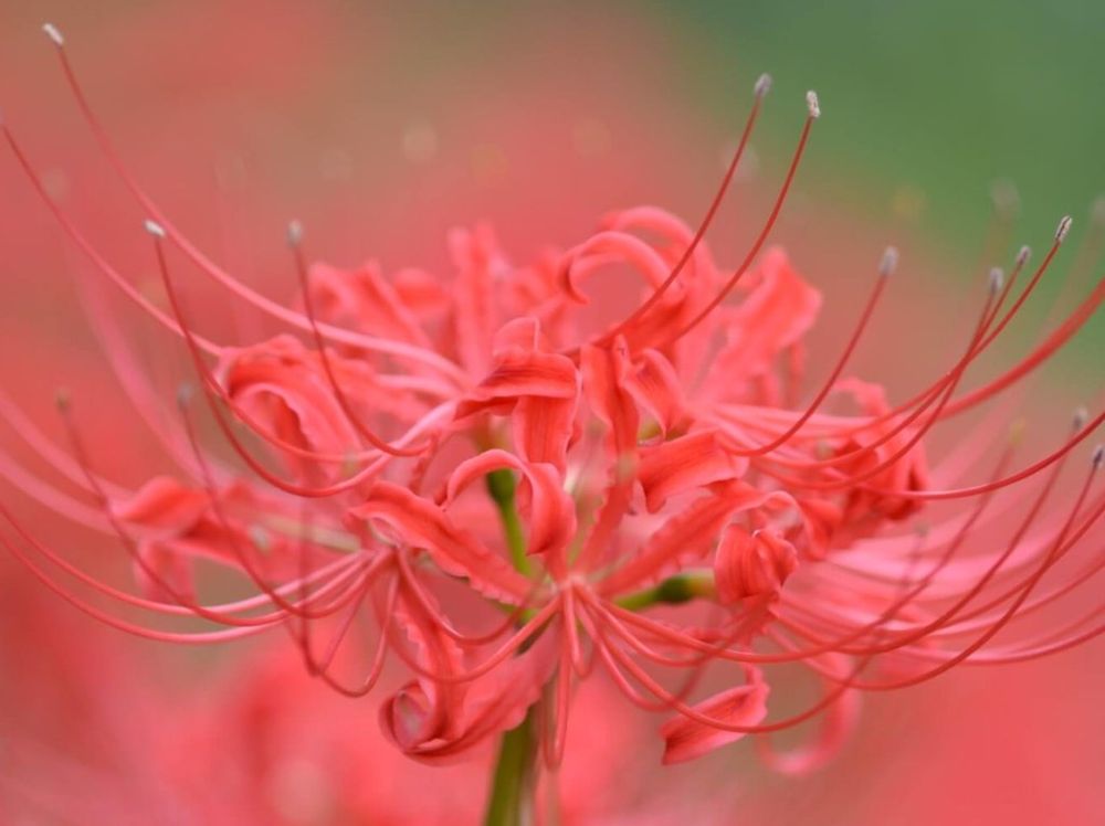 リコリス　赤い花