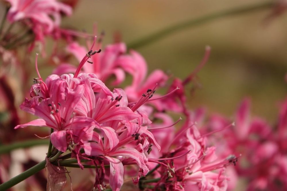リコリス　桃色の花