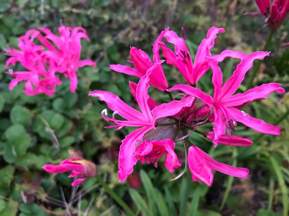 リコリス　ピンク色の花