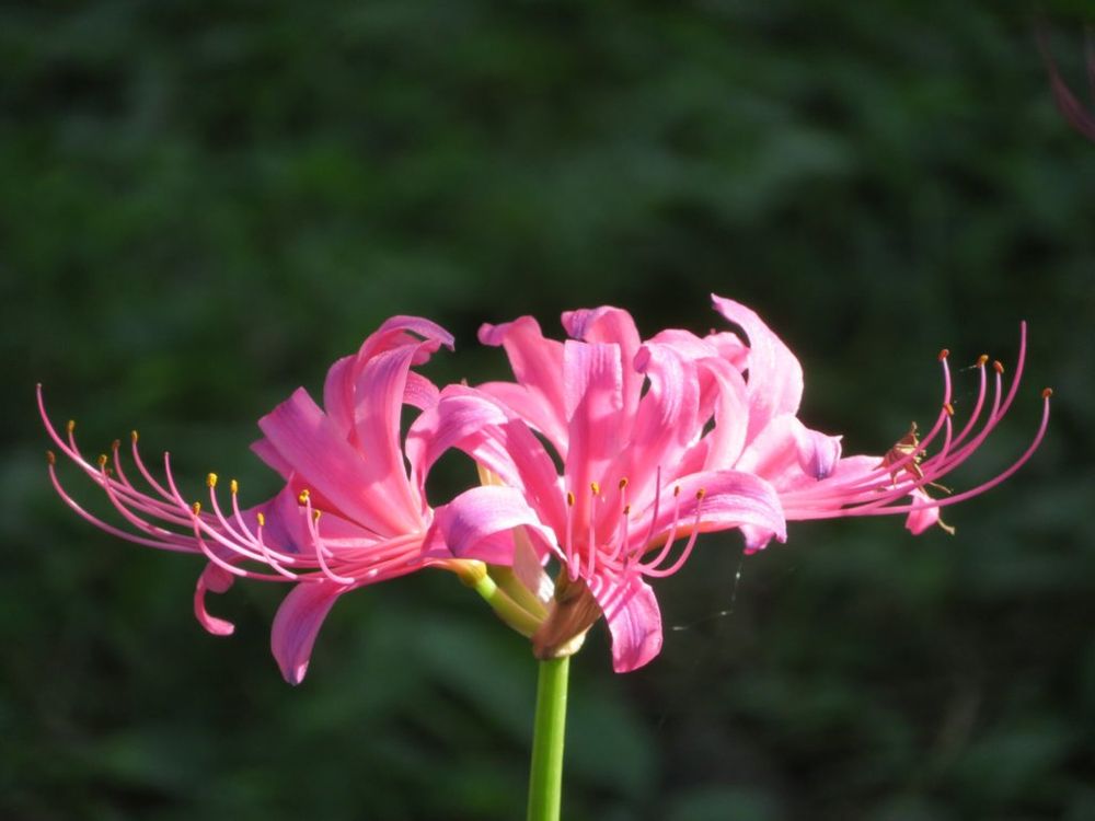 リコリス　ピンク色の花　日光