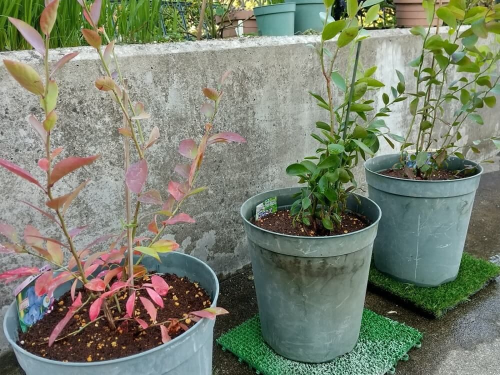 ブルーベリー　苗木　鉢植え