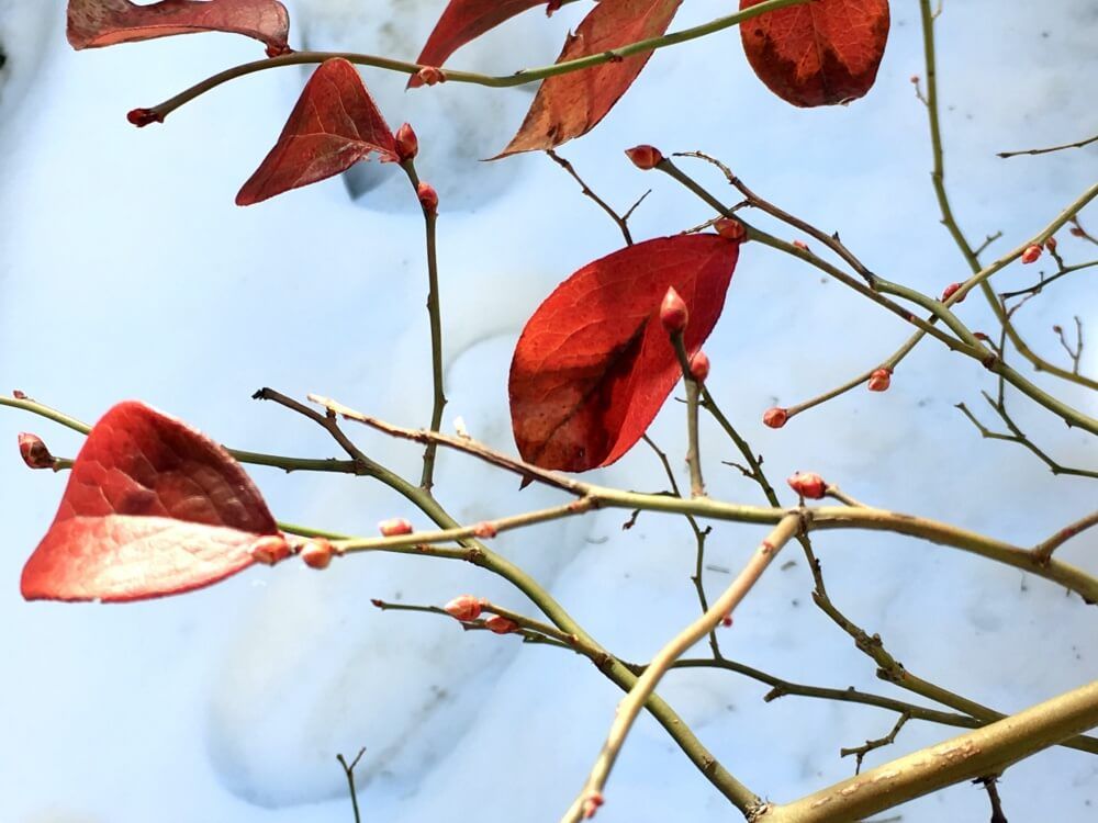 ブルーベリー　枝　葉