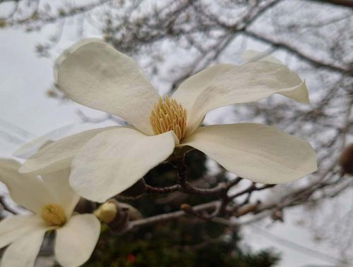 2月の誕生花まとめ 日別の花一覧と花言葉は 2月生まれの人に贈ろう Greensnap グリーンスナップ