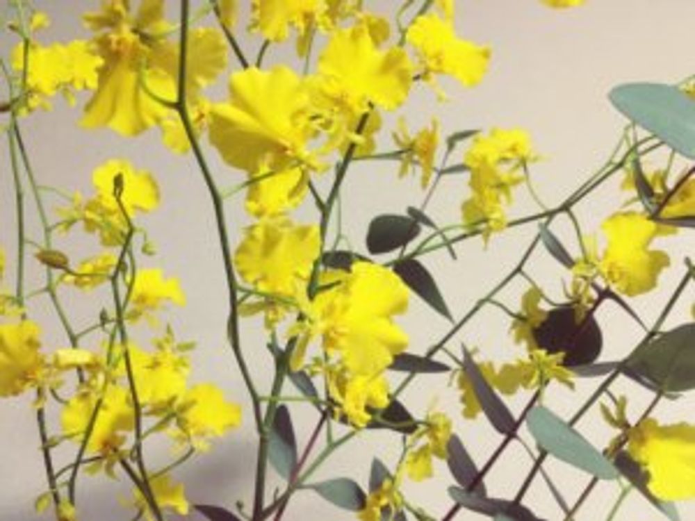 オンシジューム(オンシジウム)　黄色い花