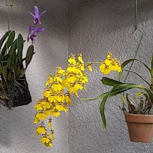 オンシジューム オンシジウム の育て方 植え替えの時期 方法は 花が終わったら Greensnap グリーンスナップ オンシジューム オンシジウム の育て方 植え替えの時期 方法は 花が終わったら Greensnap グリーンスナップ