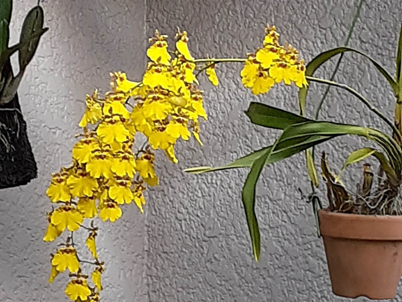 オンシジューム(オンシジウム)　黄色い花