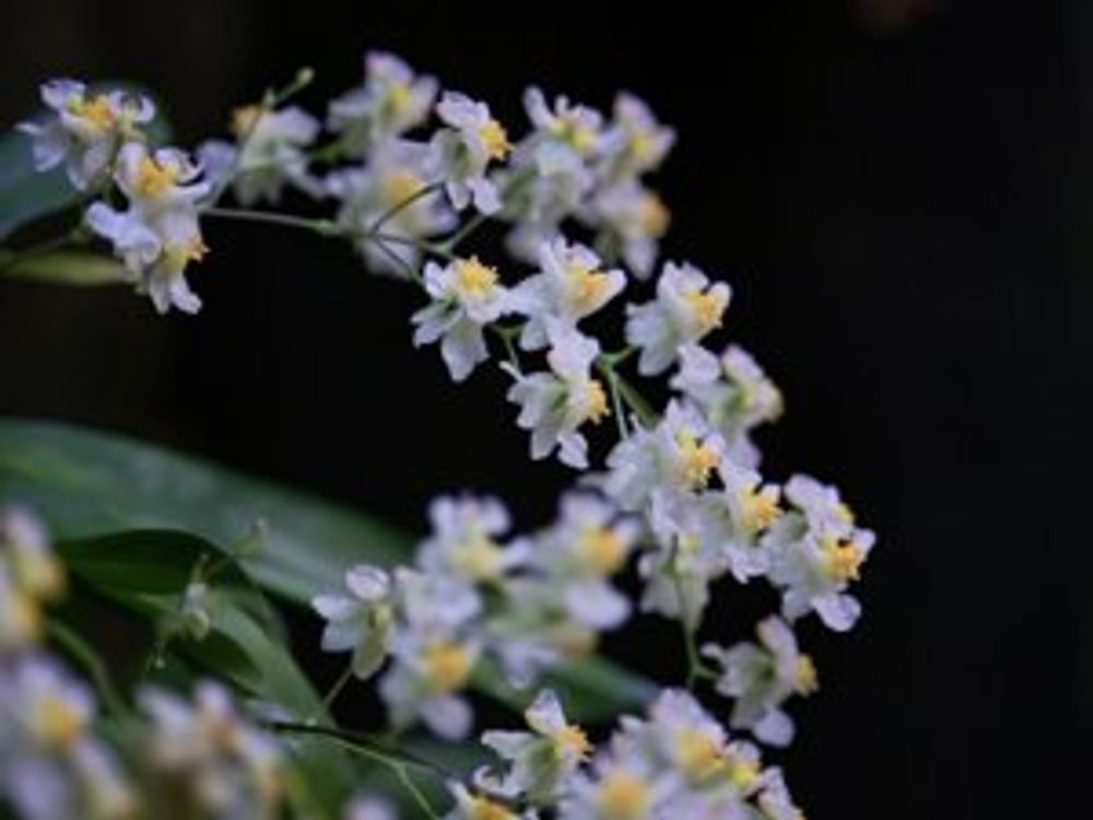 オンシジューム(オンシジウム)　紫色の花
