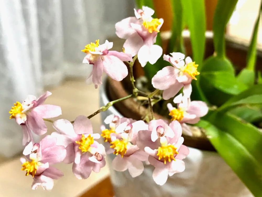 オンシジューム(オンシジウム)　鉢植え　ピンク色の花