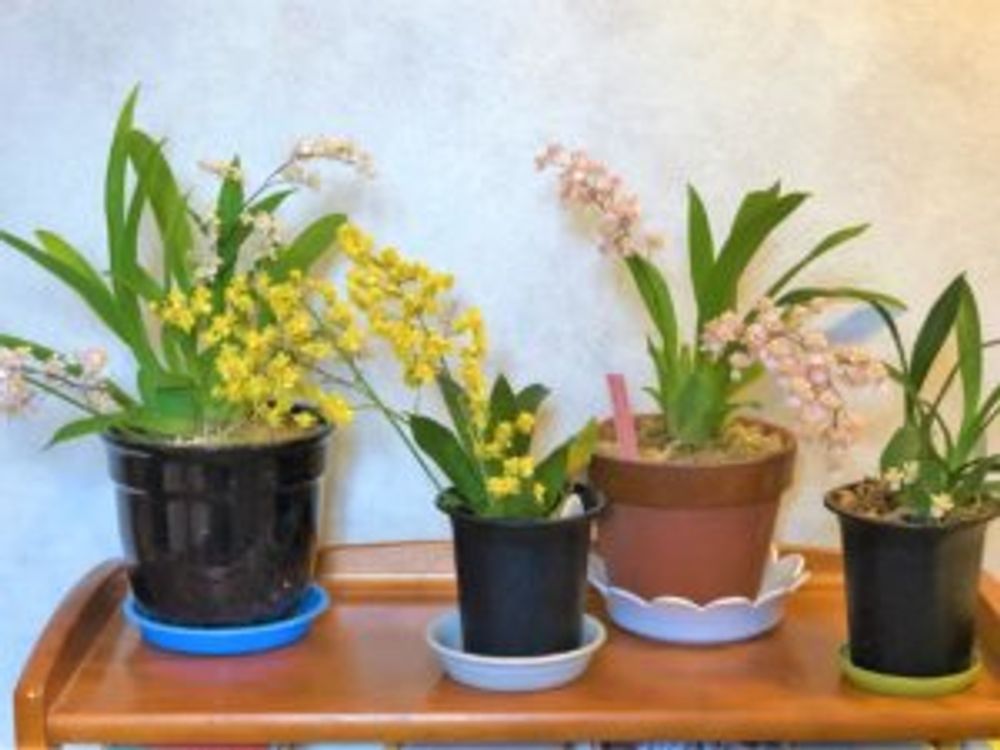 オンシジューム(オンシジウム)　鉢植え