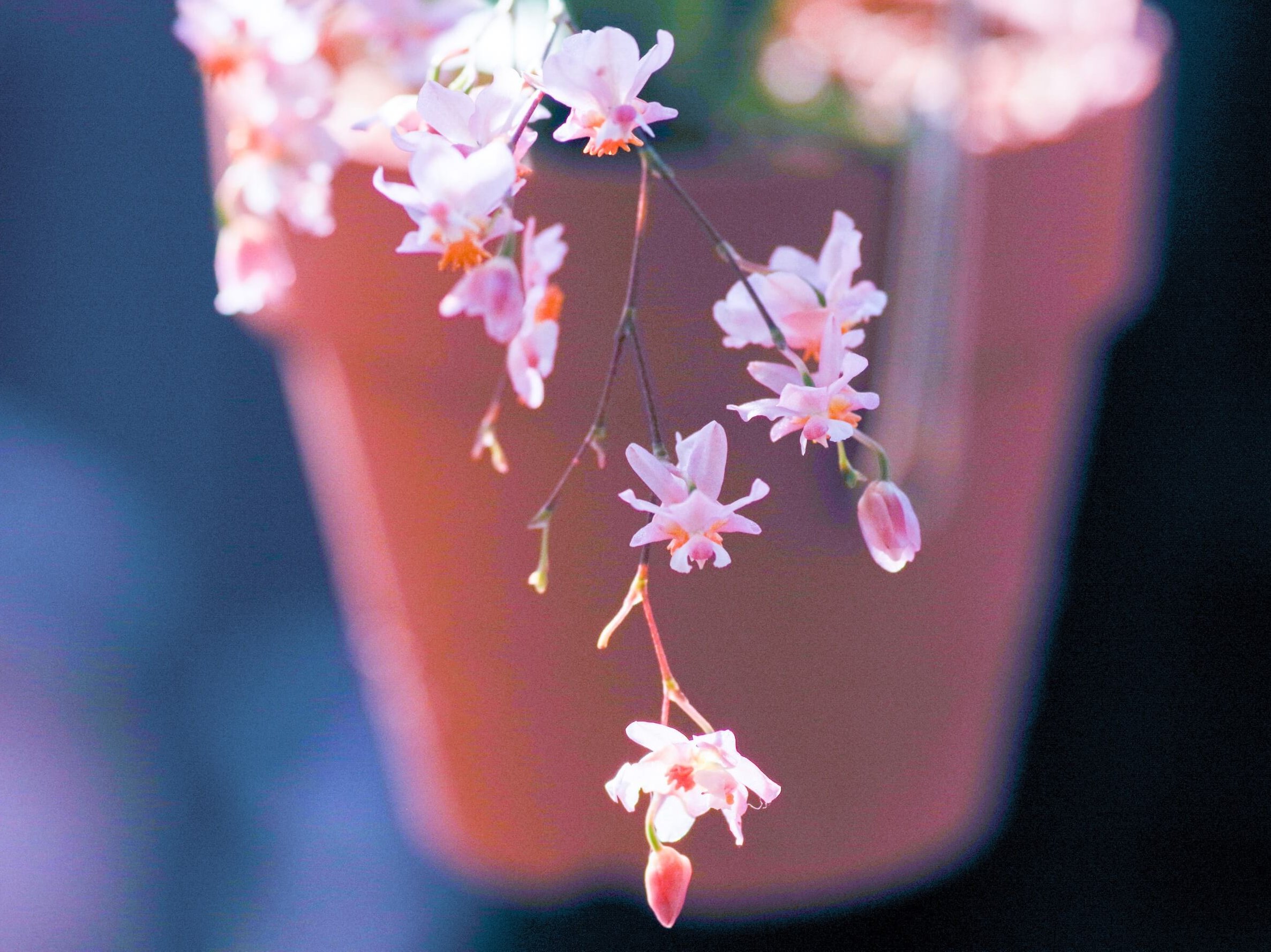 オンシジューム(オンシジウム)　鉢植え　ピンク色の花