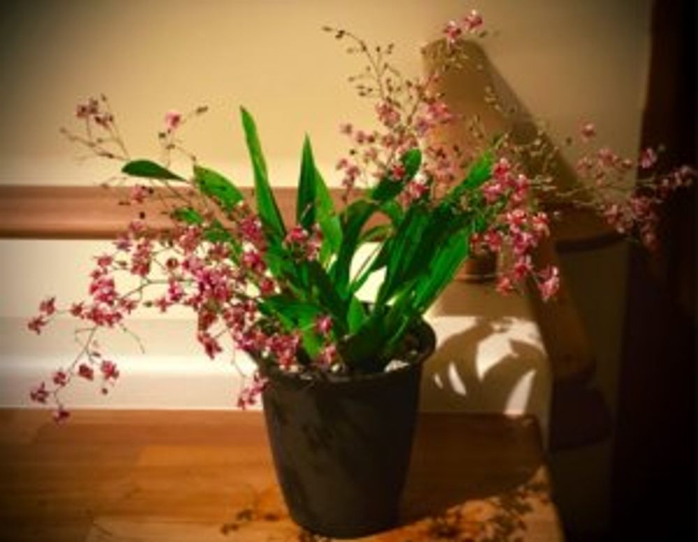 オンシジューム(オンシジウム)　鉢植え