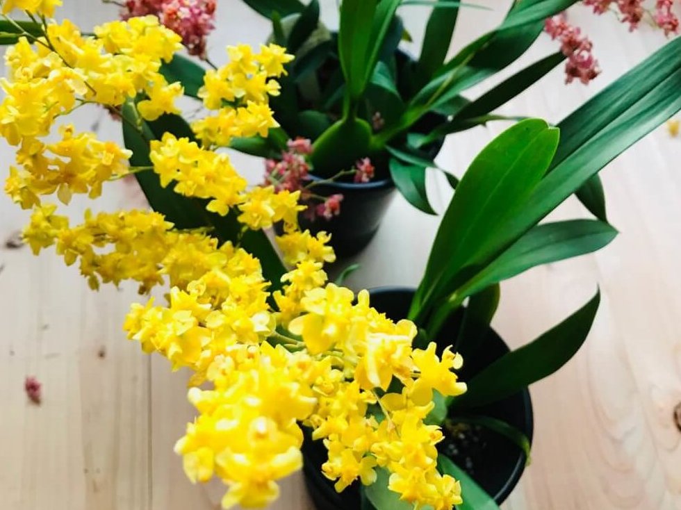 オンシジューム(オンシジウム)　鉢植え　黄色い花