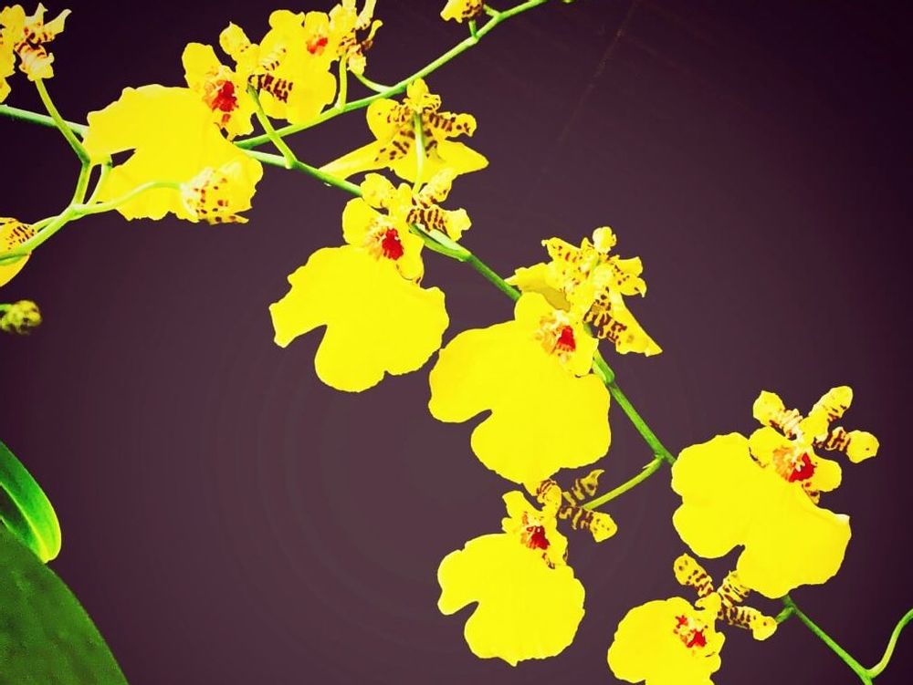 オンシジューム(オンシジウム)　黄色い花