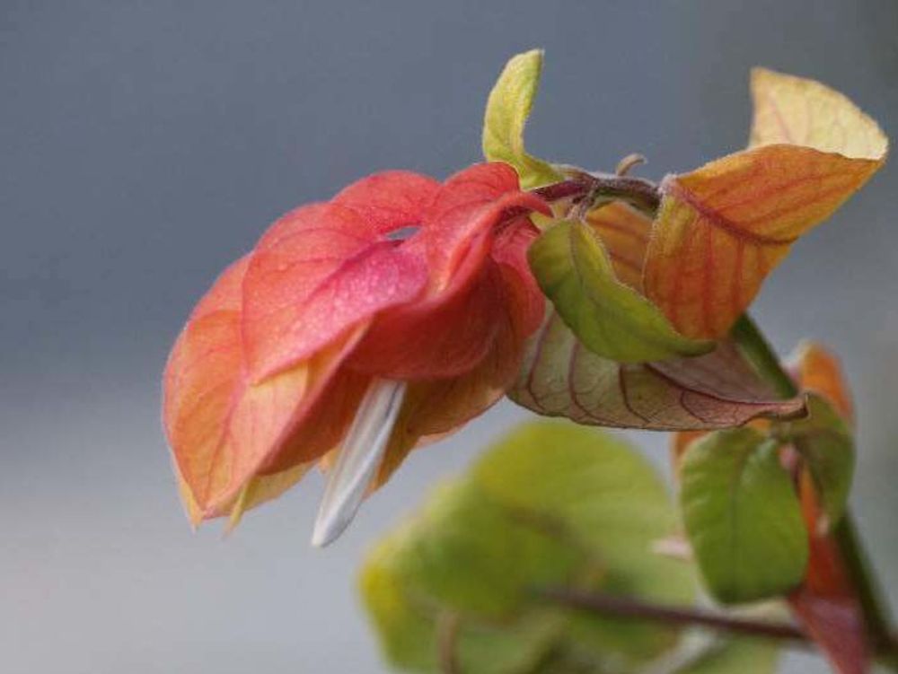 コエビソウ　赤い花