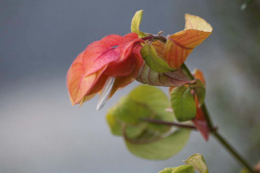 11月の誕生花 日別の花一覧と花言葉は 11月生まれの人に贈ろう Greensnap グリーンスナップ