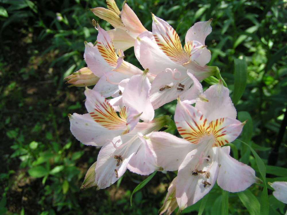 アストロメリア