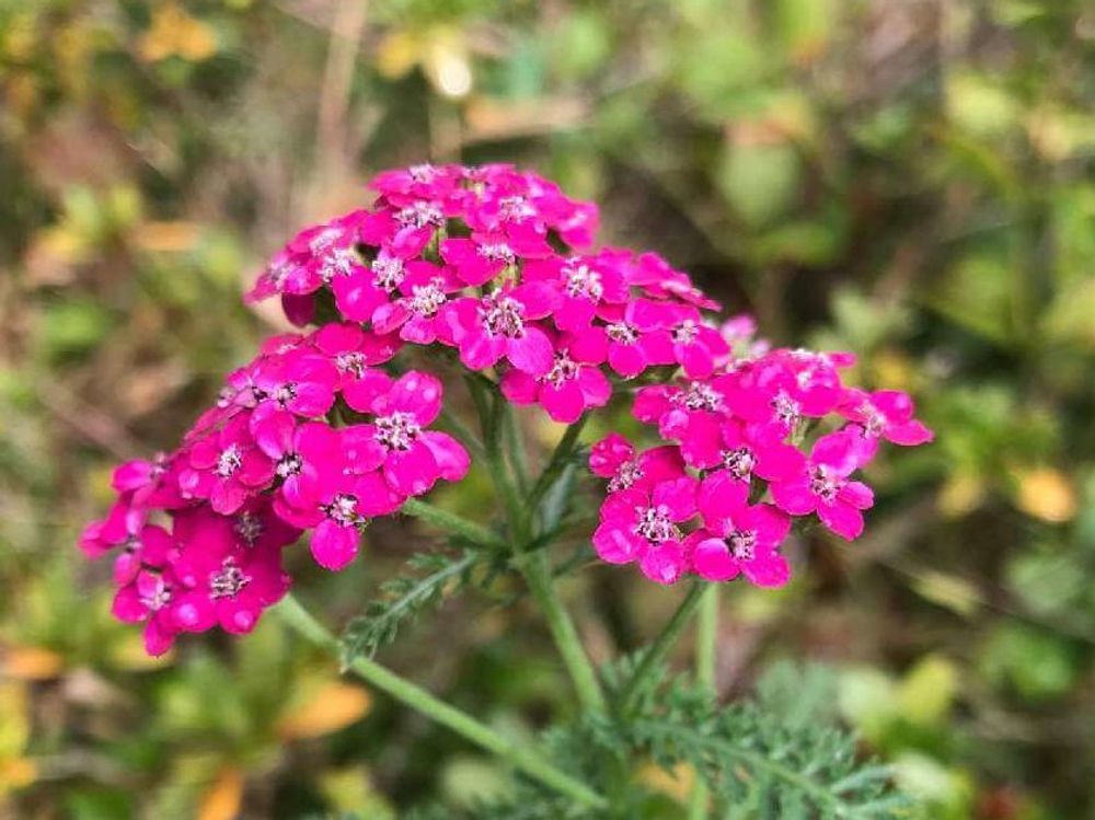 ノコギリソウ　ピンク色の花