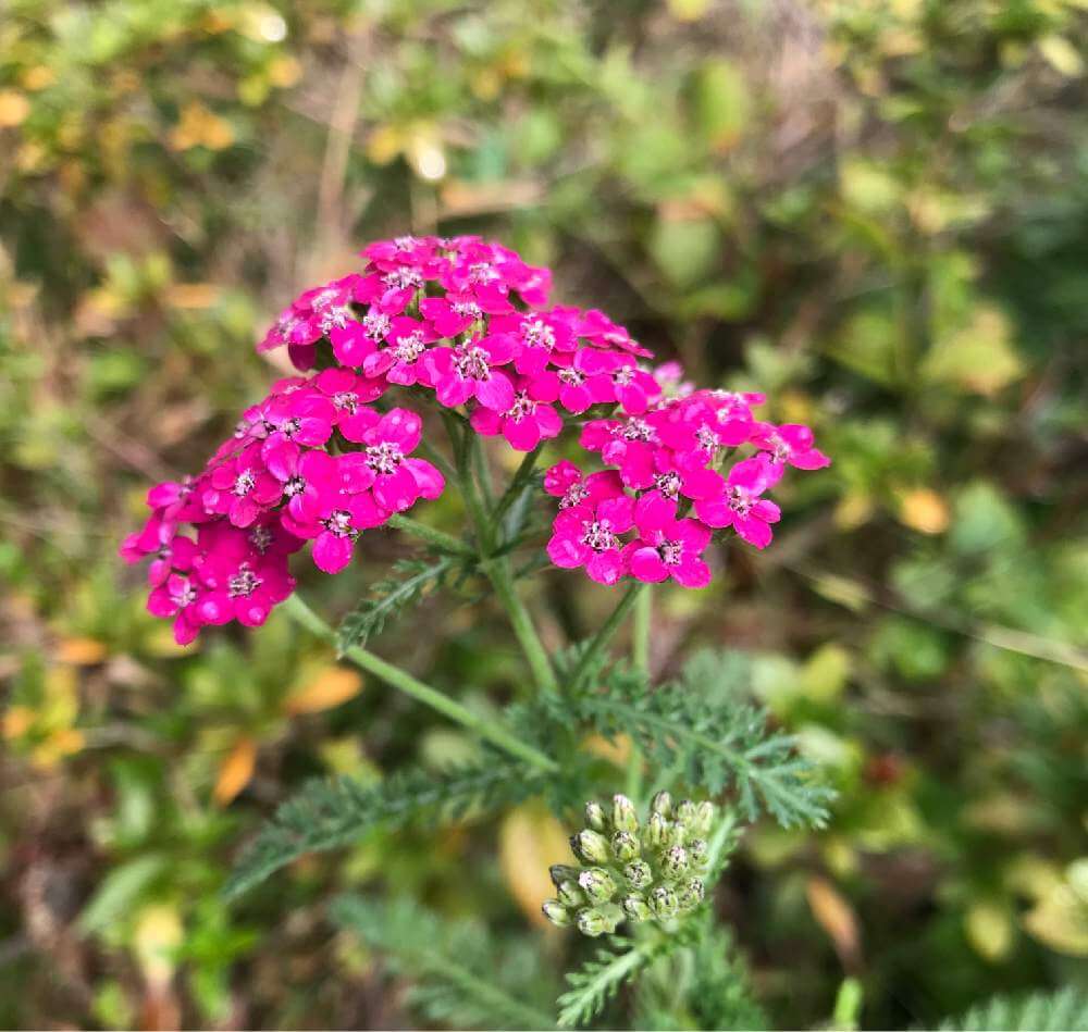 7月の誕生花 日にちごとの花の一覧や花言葉 フラワーギフトにもおすすめ Greensnap グリーンスナップ