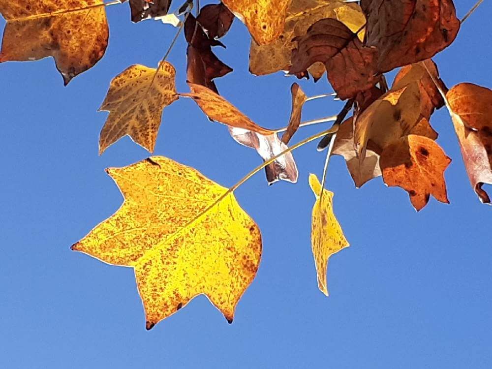ユリノキ　紅葉　青空