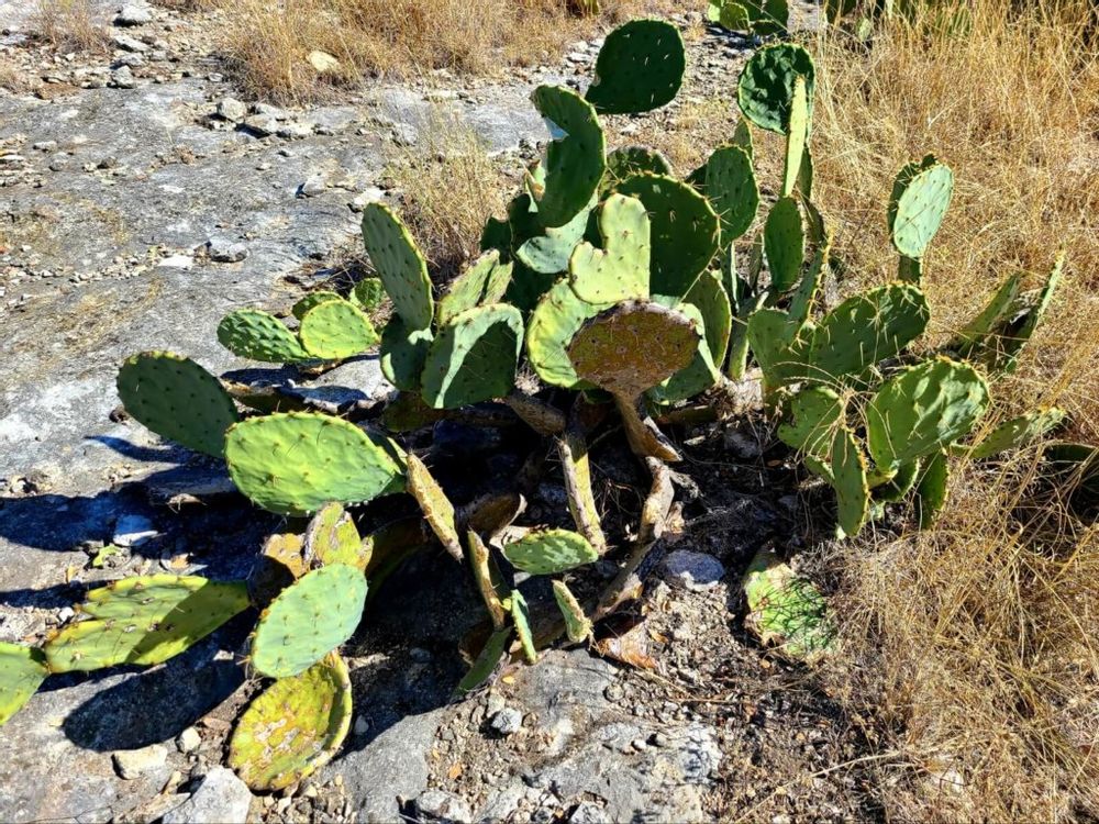 ウチワサボテン