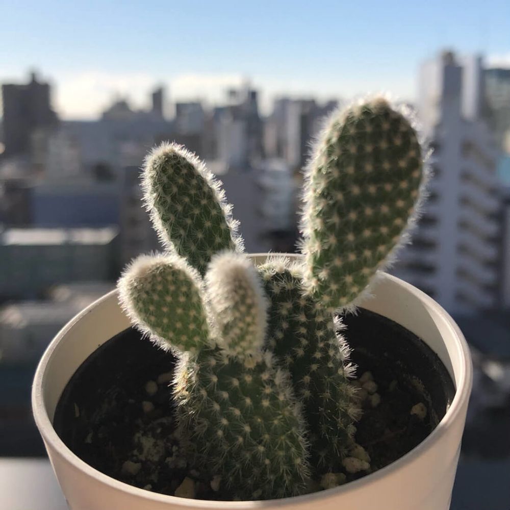 ウチワサボテン