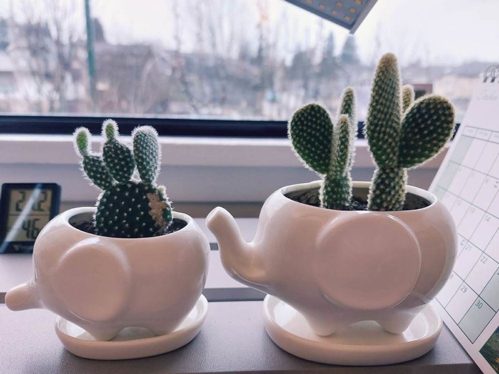 ウチワサボテン