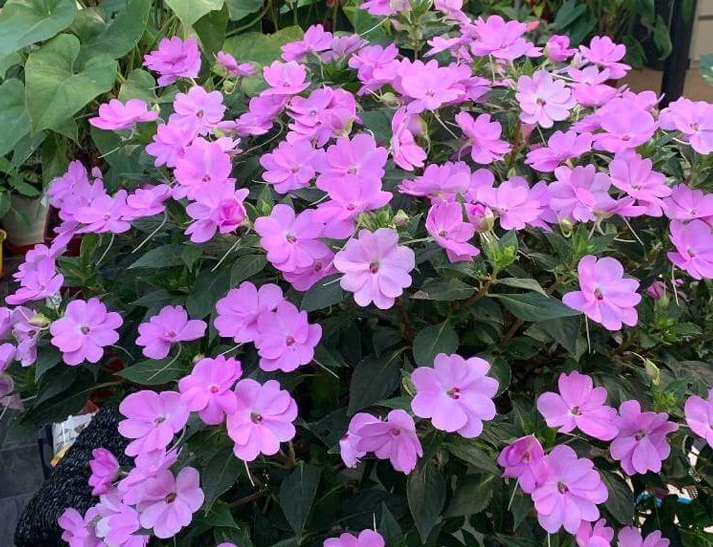 紫色のサンパチェンス