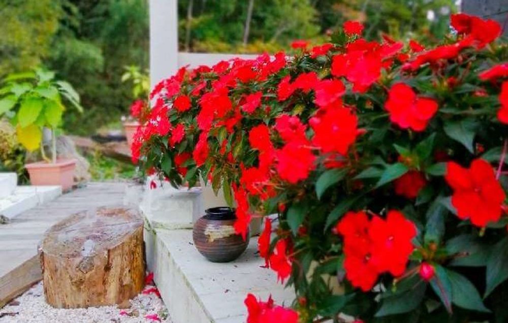 サンパチェンス