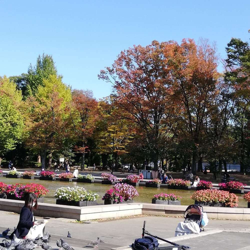 サンパチェンスのある公園