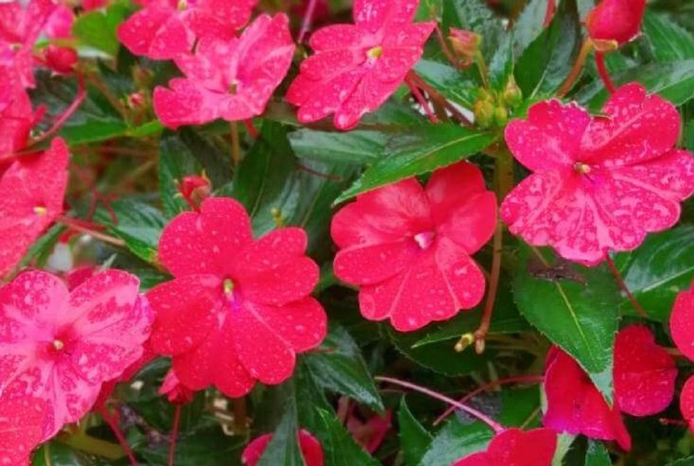 ピンク色のサンパチェンス