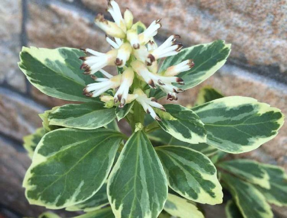 フッキソウの花