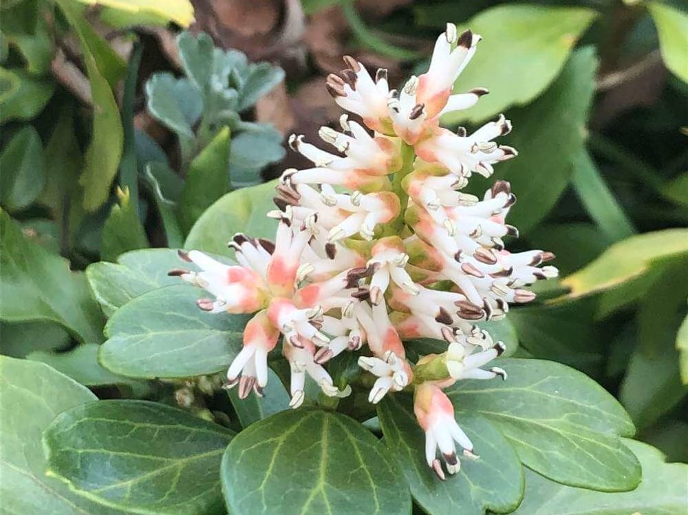 フッキソウの花