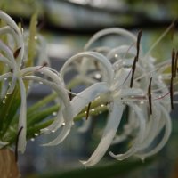 ハマユウ(浜木綿)の花言葉｜意味や花の不思議な特徴とは？の画像