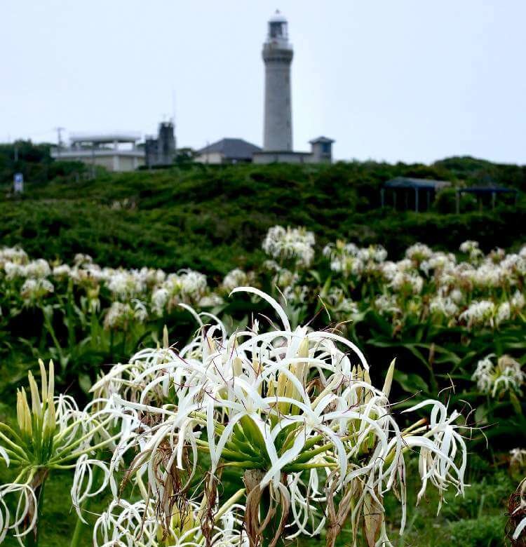 ハマユウ 浜木綿 の花言葉 意味や花の不思議な特徴とは Greensnap グリーンスナップ