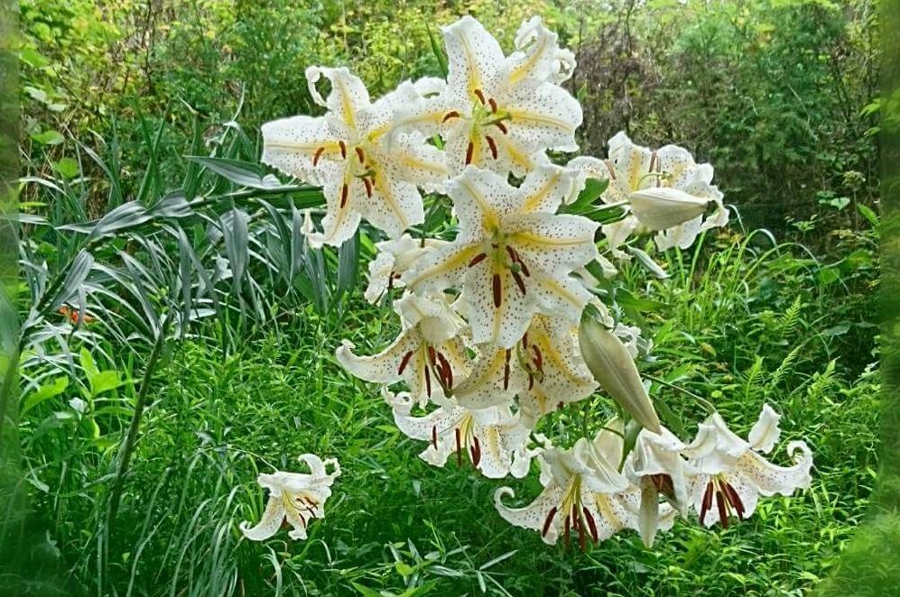 ヤマユリの花言葉 意味や種類 花の特徴は Greensnap グリーンスナップ